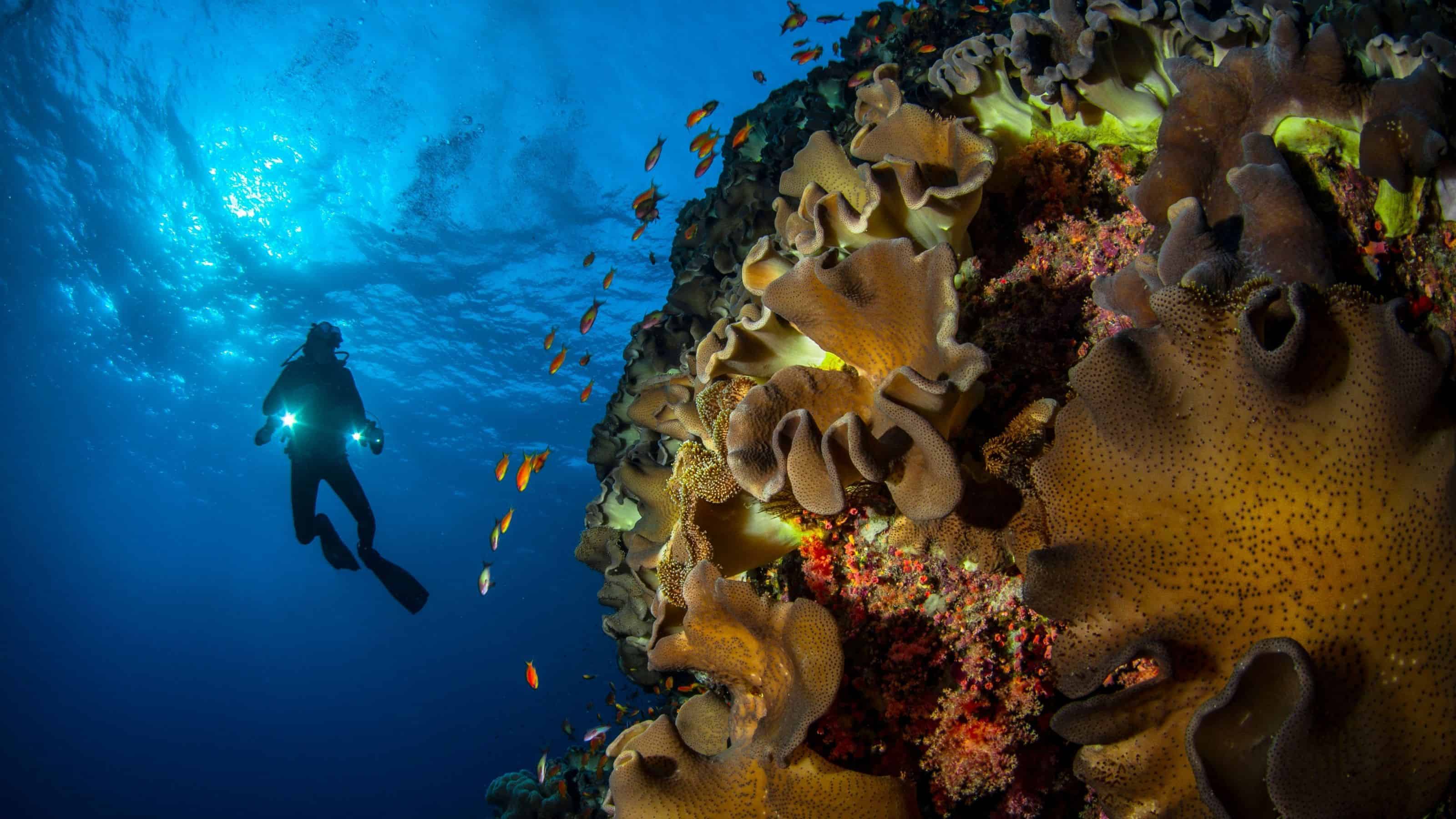 Diver with dive lights beside a wall of soft corals and orange anthias at Keyhole Reef