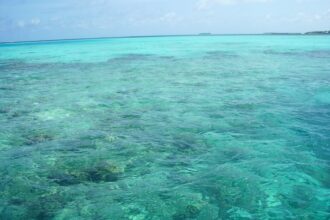 Coral reefs in the Maldives